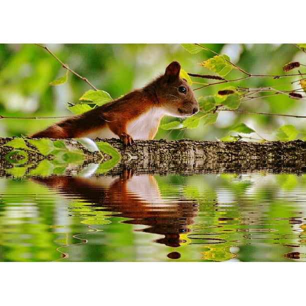 Nature Mirroring Water Rodent Cute Nager Squirrel-20 Inch By 30 Laminated Poster With Bright Colors And Vivid Imagery-Fits Perfectly In Many Attractive Frames - Walmart.com - Walmart.com