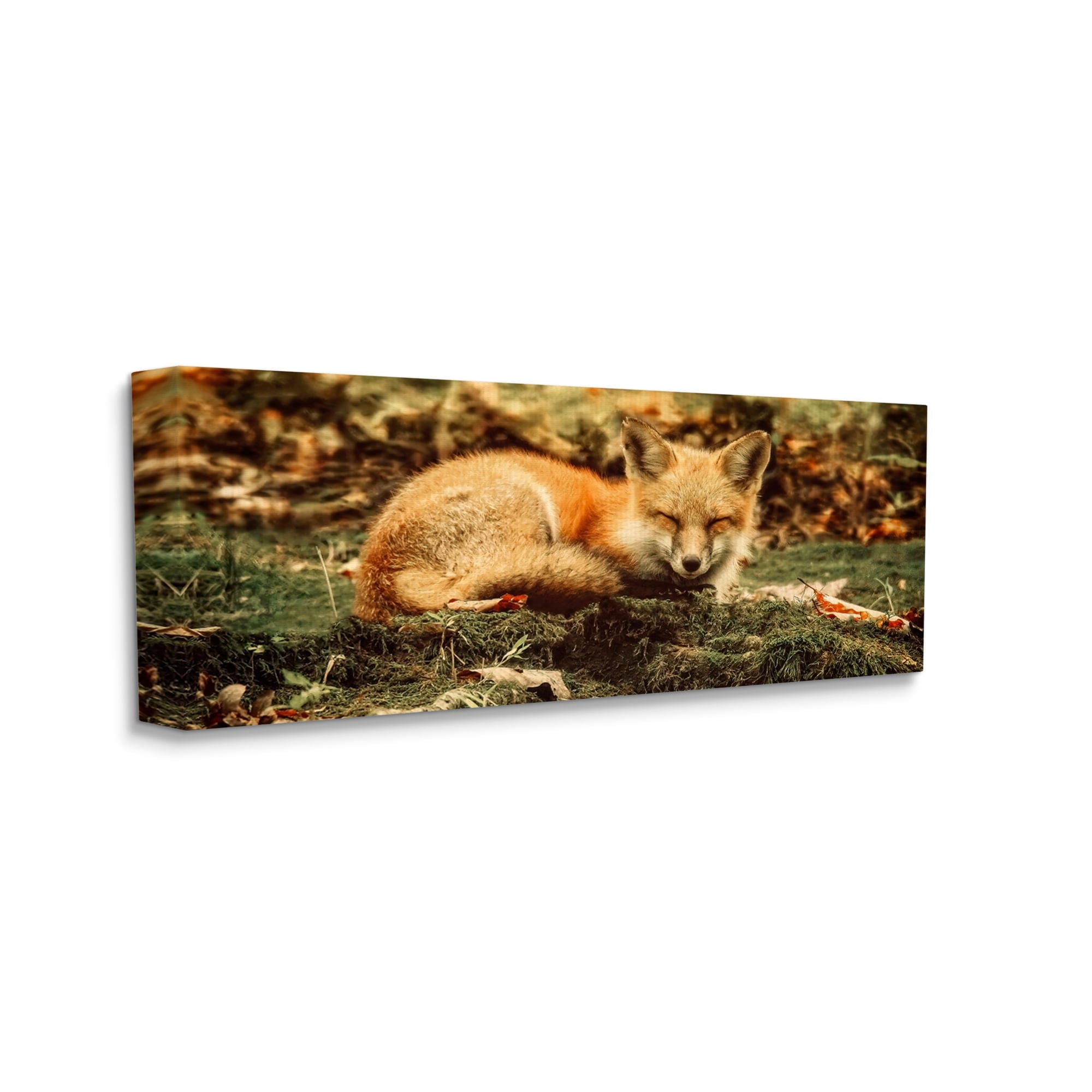 Stupell Industries Sleeping Fox Kit Peaceful Forest Floor Lush Nature Photograph Gallery Wrapped Canvas Print Wall Art, Design by Carrie Ann Grippo-Pike