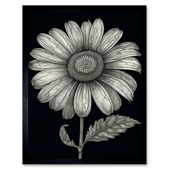 Daisy Flower Bloom Black and White Pencil Drawing Art Print Framed Poster Wall Decor 12x16 inch
