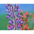 thumbnail image 2 of Fitzharris, Tim 24x20 White Modern Wood Framed Museum Art Print Titled - Lupine with Scarlet Gilia, 2 of 4
