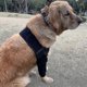 thumbnail image 3 of CHAO Almohadillas protectoras para codos de perro transpirables para soporte de codo y hombro canino Higroma de codo, displasia, osteoartritis, callos en el codo, presión L, 3 of 3