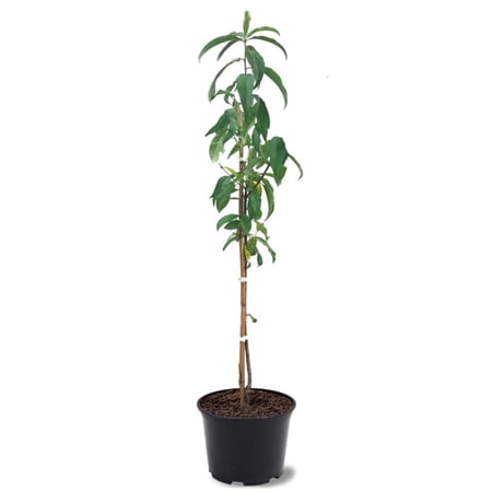 Expert Gardener 1-2 ft. Tall Fairtime Peach Live Tree in 1- Gallon Grower Pot