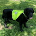 thumbnail image 4 of Chaleco de caza para perros Chaleco reflectante para perros - Chaleco reflectante cómodo para perros, chaqueta reflectante de seguridad para perros, 4 of 5