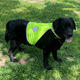 thumbnail image 4 of Chaleco reflectante de caza para perros: chaleco reflectante cómodo y chaqueta de seguridad reflectante., 4 of 5