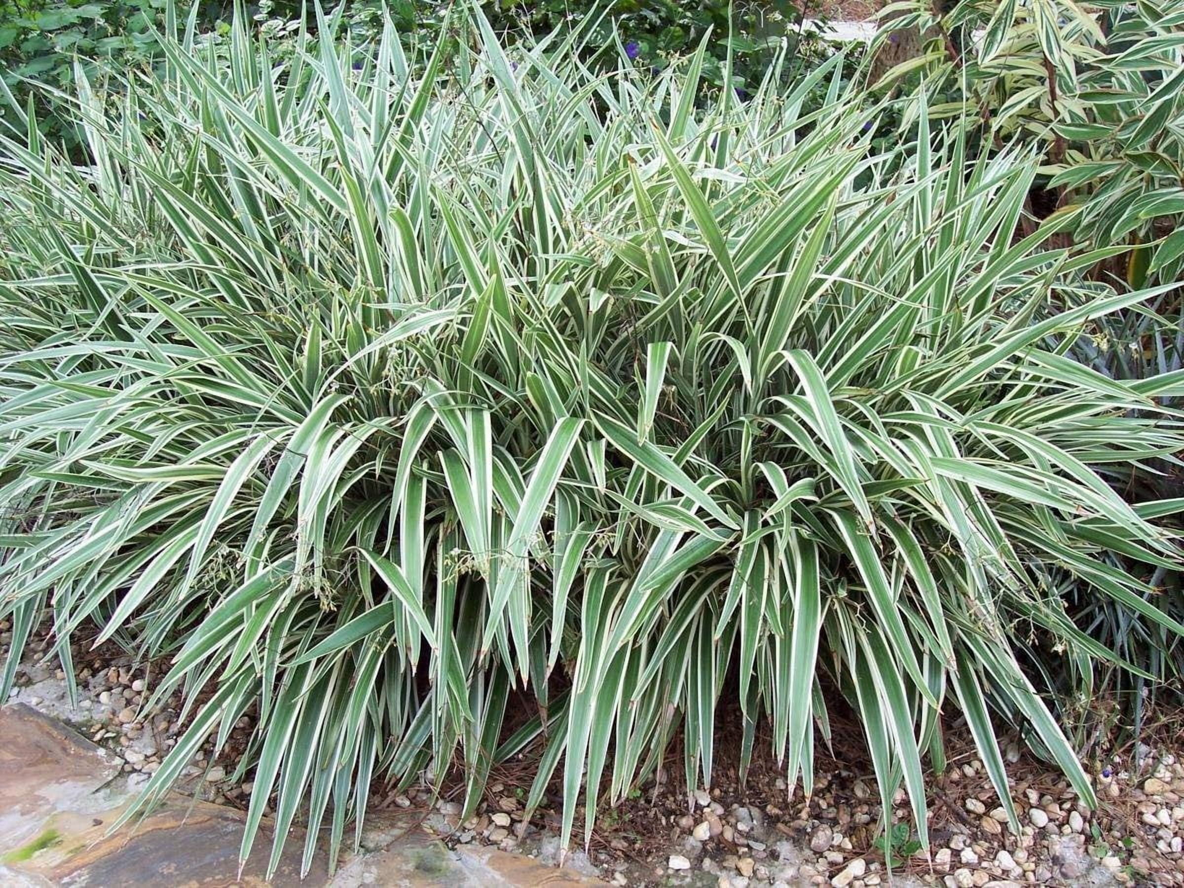 Flax Lily  Variegated Dianella Tasmanica Variegata  3 Live Plants  Evergreen Shade Loving Grass