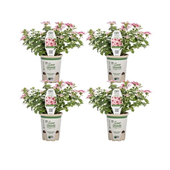 Proven Winners 4" Pink Superbena Sparkling Ros Verbena Live Plant in 4.25" Pot (4 Count)