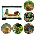 thumbnail image 1 of REPTI ZOO Mini Terrario para Reptiles, 7Lt, de 21cmx21cmx15cm, con tapa superior de malla, vision 360°, para reptiles, anfibios, insectos, arácnidos y más.Mini Glass Reptile Habitat, Nano Terrarium REPTI ZOO Mini terrario de cristal Ak 01, 1 of 12