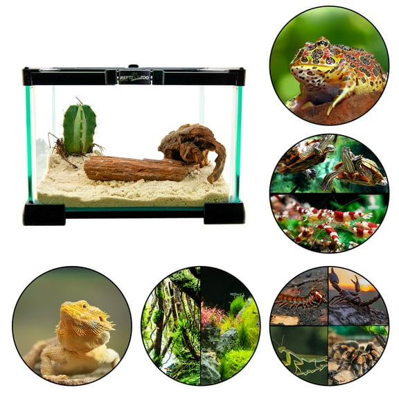 REPTI ZOO Mini Terrario para Reptiles, 7Lt, de 21cmx21cmx15cm, con tapa superior de malla, vision 360°, para reptiles, anfibios, insectos, arácnidos y más.Mini Glass Reptile Habitat, Nano Terrarium REPTI ZOO Mini terrario de cristal Ak 01