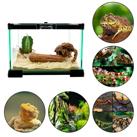 REPTI ZOO Mini Terrario para Reptiles, 7Lt, de 21cmx21cmx15cm, con tapa superior de malla, vision 360°, para reptiles, anfibios, insectos, arácnidos y más.Mini Glass Reptile Habitat, Nano Terrarium REPTI ZOO Mini terrario de cristal Ak 01