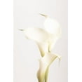 thumbnail image 2 of 1x Studio III 17x24 White Modern Wood Framed Museum Art Print Titled - White Calla Lily No 3, 2 of 4
