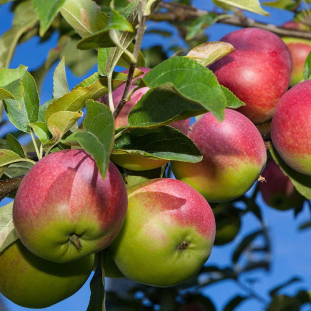 Expert Gardener 1.5- 2 ft tall McIntosh Apple Live Tree in 1-Gallon Grower Pot