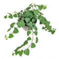 thumbnail image 3 of Sweetheart Ivy Plant (6" Minimalist Pot with Saucer) - Best Trailing Houseplants to Grow in Home and Office - Easy to Care Indoor Plants for Beginners, 3 of 5