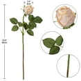 thumbnail image 3 of 5 Pcs Artificial Roses Flowers 24" Real Touch Silk Roses Bouquet Long Stem Fake Roses for Flower Arrangements Home Party Wedding Table Centerpieces, Champagne, 3 of 6