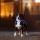 thumbnail image 5 of Collar de perro LED, collares de perro iluminados, luces de perro recargables para caminar de noche, collar de seguridad universal y reutilizable para perros pequeños, medianos y grandes Zhivalor 221941-2, 5 of 9