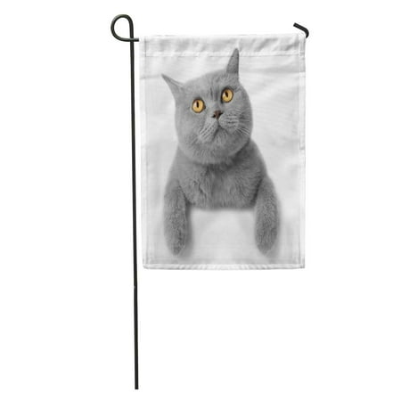 SIDONKU Gray Kitten Cat White British Shorthair Grey Adorable Garden Flag Decorative Flag House Banner 28x40 inch