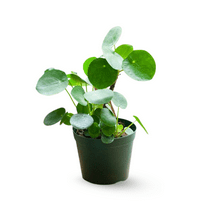 Chinese Money Tree Plant, 5-7 Inch Live Houseplant in 4 Inch Pot, Easy Plant for Indoor Growing
