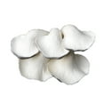 thumbnail image 1 of Xihbxyly Pepino Artificial de Utilería, Textura Vegetal Realista, Aspecto Fresco y Duradero, Decoración para El Hogar y La Mesa, Accesorios de Fotografía, Ambiente Natural, 1 Pieza, Material P, 1 of 1
