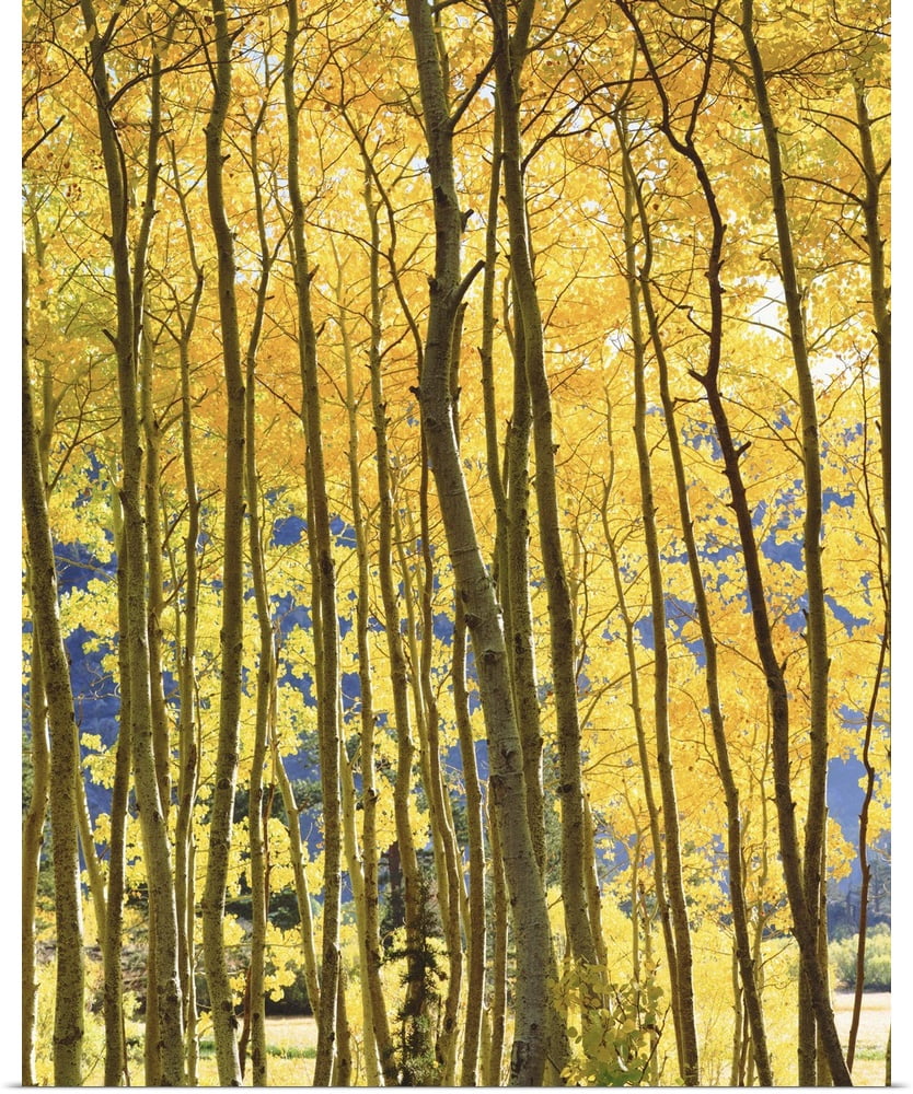 Great BIG Canvas | Rolled Christopher Talbot Poster Print entitled ...