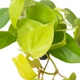 thumbnail image 6 of Philodendron 'Neon', 3" Pot, Indoor Houseplant, Easy Care, Live Plant for Indoor & Outdoor, 6 of 7