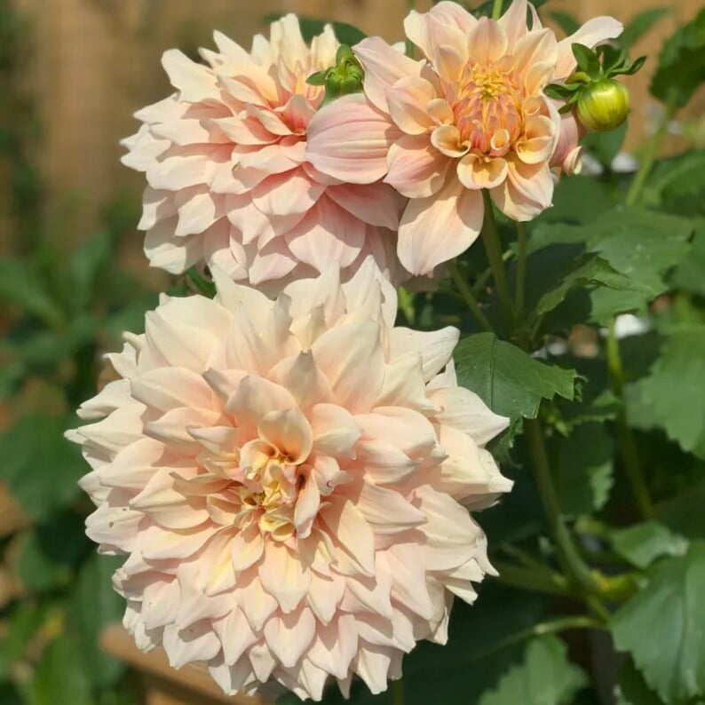 40 Seeds Dinnerplate Break Out Dahlia Seeds Pollinator Friendly Heirloom Flower Seeds Mix for Garden Blooms