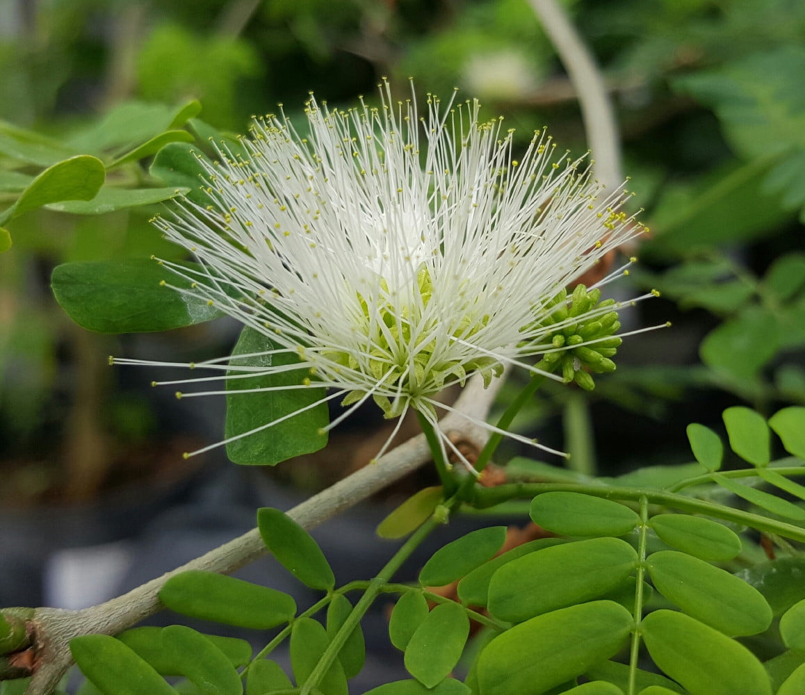 Buy Brazilian Rain Tree Pithecellobium Living Weatherman Easy to Grow! 6 Pot Online in