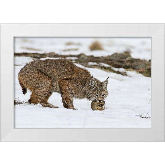 Verdon 14x11 White Modern Wood Framed Museum Art Print Titled - Bob the cat