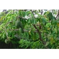 thumbnail image 4 of Soursop Tree - Pawpaw Plant - Live Tree in a 1 Gallon Pot - 1-2 Feet Tall - Annona Muricata - Tropical Edible Fruit Bearing Tree, 4 of 5