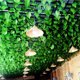 thumbnail image 2 of unbranded 12Ud Vid Simulada En Verde Para De Bodas Y Espacios Interiores Y Exteriores, 2 of 5