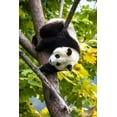 thumbnail image 2 of Looney, Hollice 17x24 Black Ornate Wood Framed with Double Matting Museum Art Print Titled - Asia-China-Wolong-Giant Panda-Part of the UNESCO Man and Biosphere Reserve Network, 2 of 4