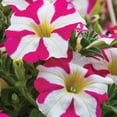 thumbnail image 5 of Amore Petunia 2 Gallon Hanging Basket Multicolor Trailing Petunia Multispecies Combo Annual Outdoor Live Plants Full Sun, 5 of 7