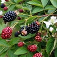 thumbnail image 3 of Navaho Thornless Blackberry Starter Plants, Set of 2, Full Sun, USDA Zones 6-10, Ships Bare Root, No Pot, 3 of 6