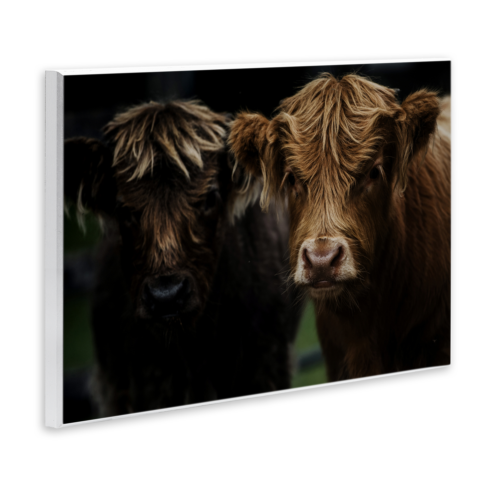 Cow Faces Highland Pair Wall Plaque Art, design by Amy Carroll