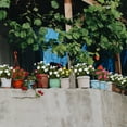 thumbnail image 6 of 4 Pcs Artificial Flowers Outdoor Impatiens Silk Impatiens Flowers 15.74" White Faux Flowers Impatiens Bushes UV Resistant Artificial Impatiens for Pot Patio Lawn Garden Hanging Basket Porch Decor, 6 of 7