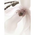 thumbnail image 3 of Zalewski, Christine 15x18 Black Modern Framed Museum Art Print Titled - Magnolia Blush I, 3 of 5