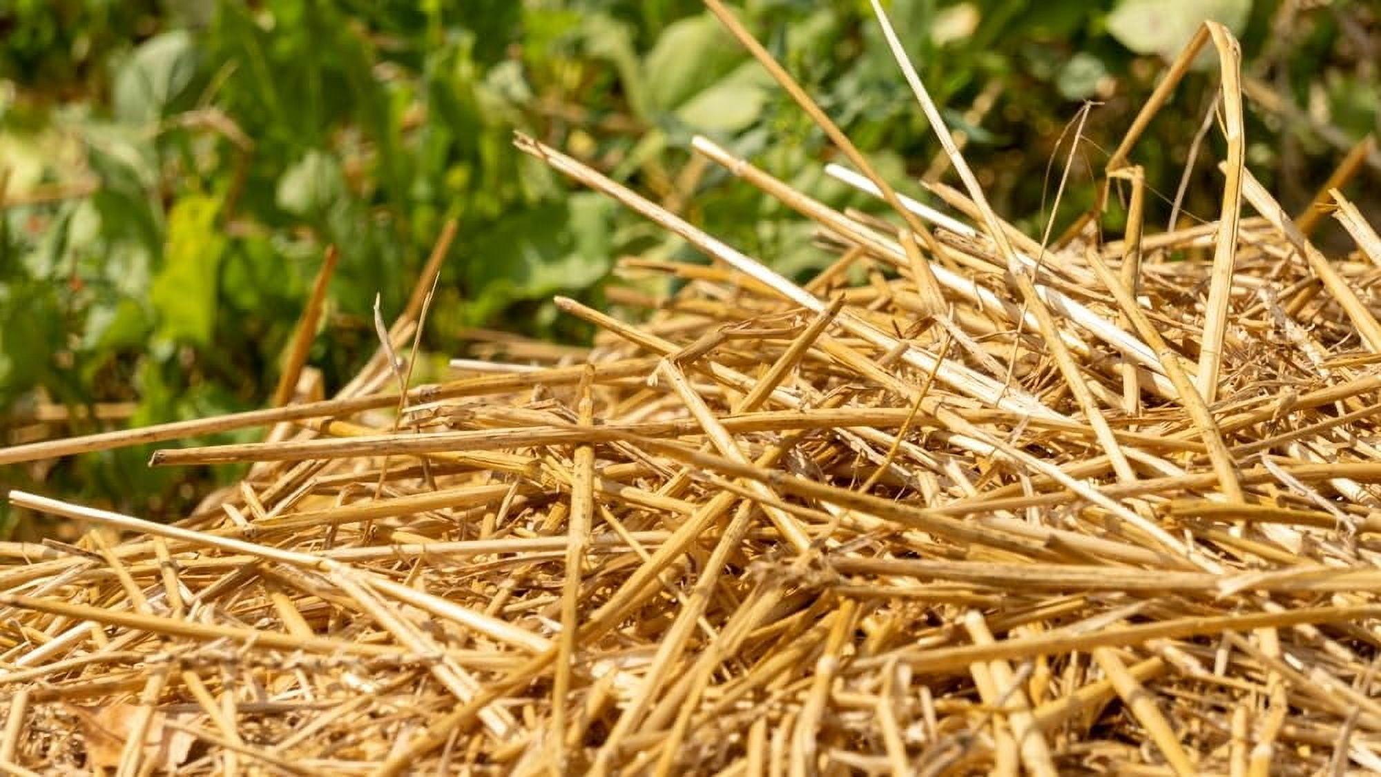 4 Pounds 100% Natural Wheat Straw for Animal Bedding, Garden Mulch, Compost & Fertilizer, and Grass Cover (4 Lbs)