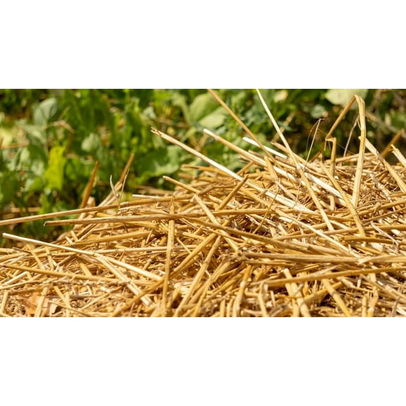 12 Pounds 100% Natural Wheat Straw for Animal Bedding, Garden Mulch, Compost & Fertilizer, and Grass Cover (12 Lbs)