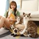thumbnail image 3 of Gatos siameses realistas de peluche, juguete de simulación de pelo corto americano, muñeco de gato bonito, juguetes para mascotas, decoración del hogar, regalo de cumpleaños para niñas, 3 of 5