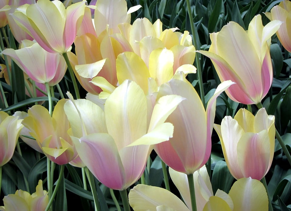 PeelnStick Poster of Home Comforts Tulip Spring Bulbs