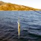 thumbnail image 5 of 11 CM Plástico 3D Ojo de Pez Minnow Realista Cebo Duro Artificial Señuelos de Pesca Aparejos Accesorio4# 11 CM, 5 of 8