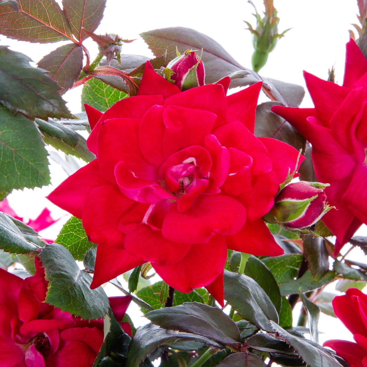 The Knock Out® Family of Roses 'The Petite Knock Out® Rose' Live Shrub in 2-Quart Grower Pot (3-Pack)