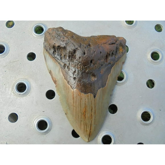 Huge 5 Inch Genuine Fossil Megalodon Shark Tooth!