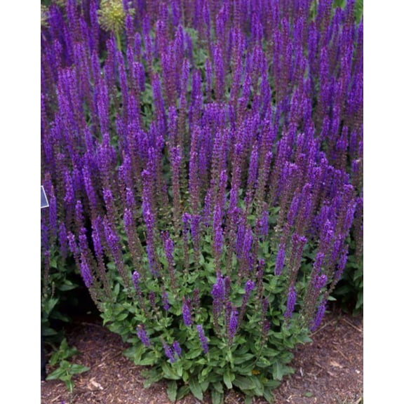 East Friesland Salvia - Meadow Sage - Deep Blue - DWARF - Quart Pot