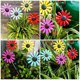 thumbnail image 2 of 4pcs estacas de flor de hierro, 2 of 5
