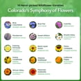 thumbnail image 6 of Colorado Wildflower Seed Mix, 14 Flower Varieties, 53,000+ Seeds - Created By Nature, 6 of 6
