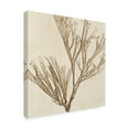 thumbnail image 2 of Trademark Fine Art 'Brilliant Seaweed VII' Canvas Art by Vision Studio, 2 of 4