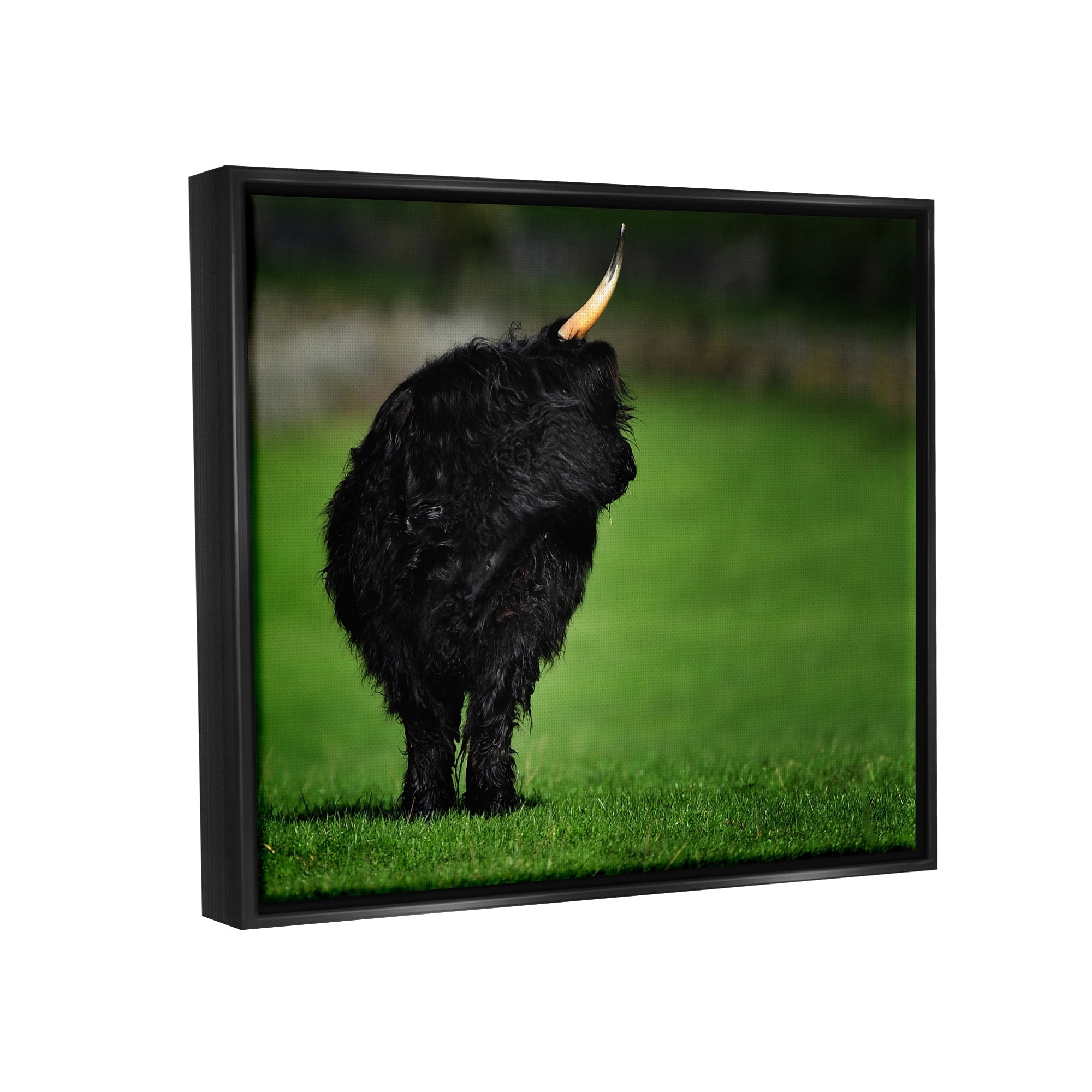 Stupell Industries Fuzzy Yak Looking Away Lush Grass Field Photograph Jet Black Floating Framed Canvas Print Wall Art, Design by James Dobson