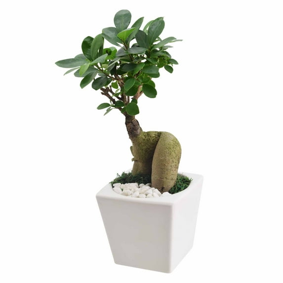 Arcadia Garden Products Live Bonsai in 4.5" Carolina Square Ceramic Planter, White