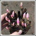 Peony bulbs for planting now,peony bulbs for gardens,peony plants bare