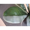 thumbnail image 5 of SCREEN MAGIC Silk Plant Magic Cleaner 1 Gallon Refill, 5 of 6