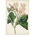 thumbnail image 3 of Ridgeway 11x14 Black Modern Framed Museum Art Print Titled - Antique Botanical Collection IX, 3 of 5